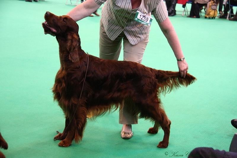 Crufts2011 614.jpg